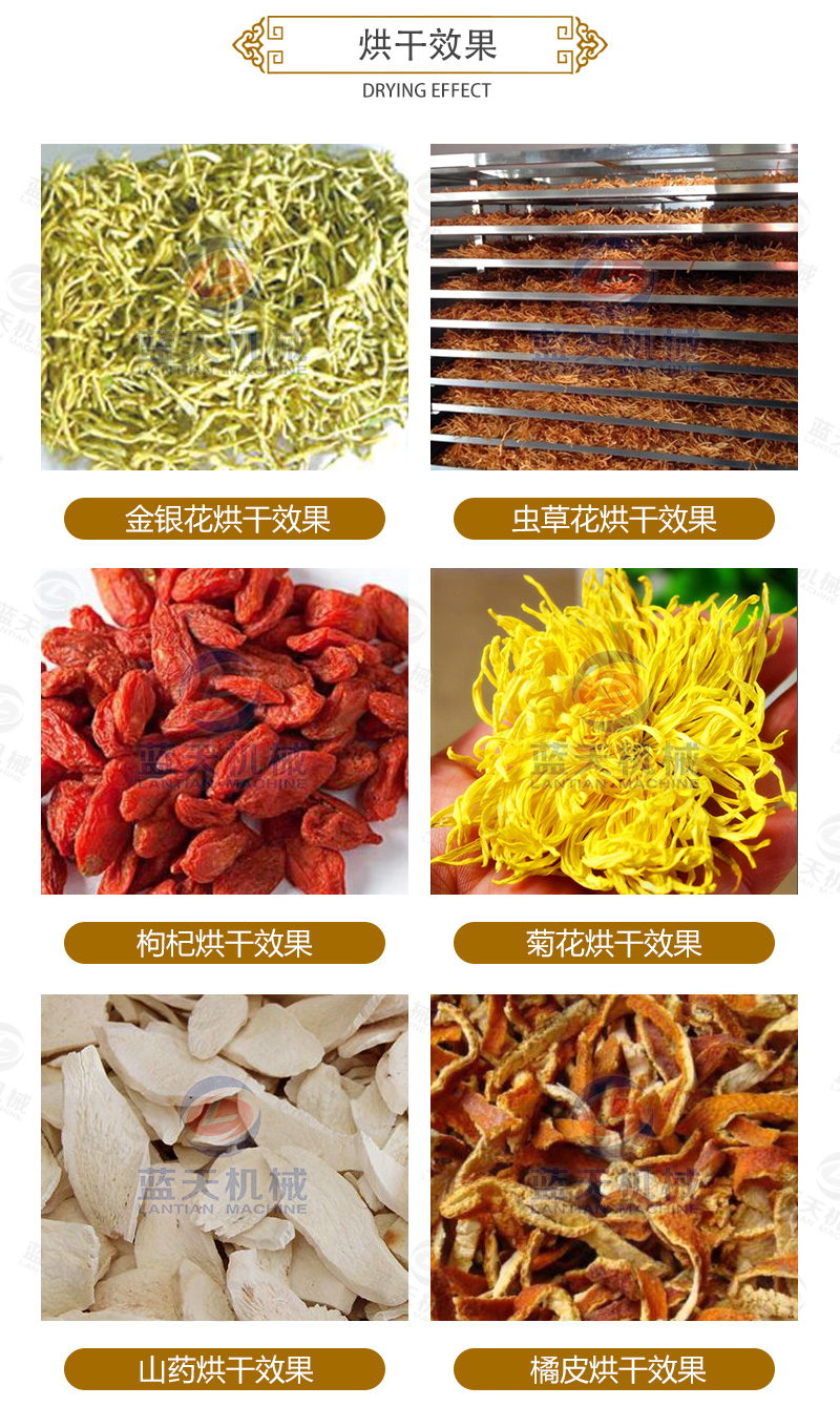 金銀花網(wǎng)帶式烘干機烘干效果