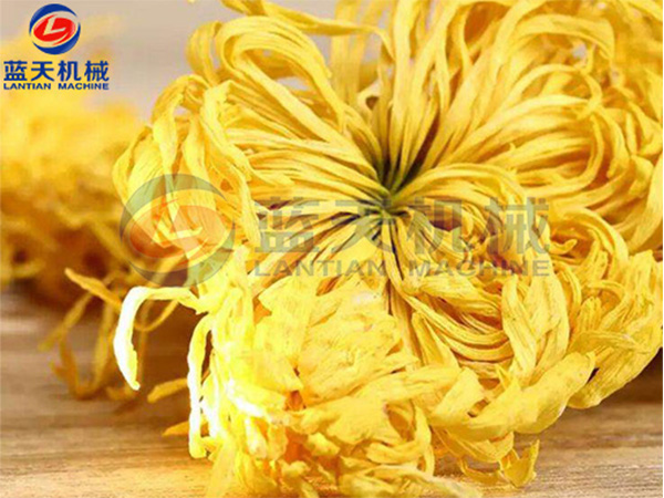 江西金絲皇菊烘干機烘干現場(chǎng)